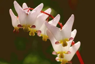 è·åŒ…ç‰¡ä¸¹å¿ƒ jigsaw puzzle