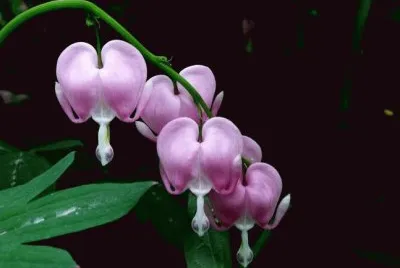 è·åŒ…ç‰¡ä¸¹å¿ƒ jigsaw puzzle