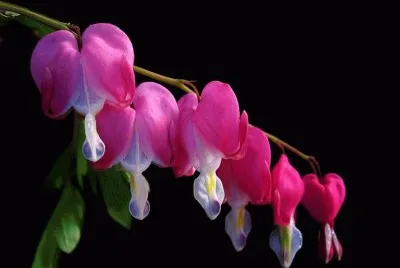 è·åŒ…ç‰¡ä¸¹å¿ƒ jigsaw puzzle