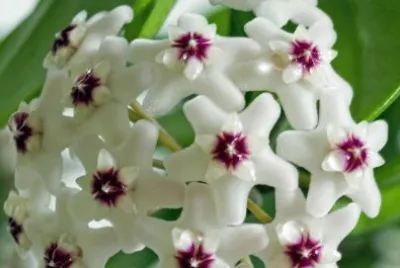 çƒçƒè˜­ jigsaw puzzle