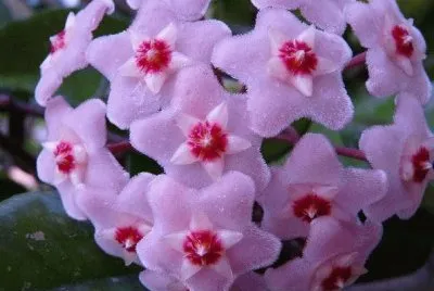 çƒçƒè˜­ jigsaw puzzle