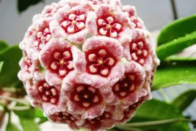 çƒçƒè˜­ jigsaw puzzle