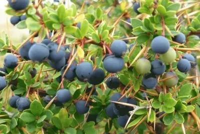 calafate jigsaw puzzle