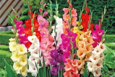 gladiolos jigsaw puzzle