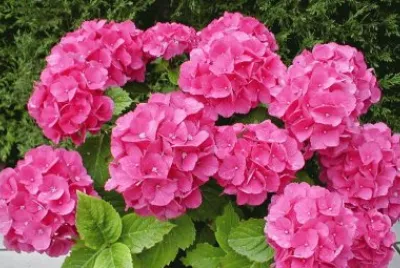 hortensias jigsaw puzzle