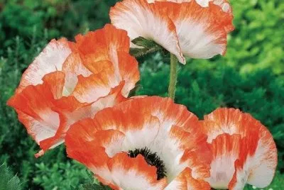 imagens jigsaw puzzle