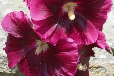 imagens jigsaw puzzle