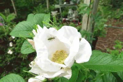 la celidonia jigsaw puzzle