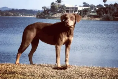 פאזל של Cão na beira da lagoa