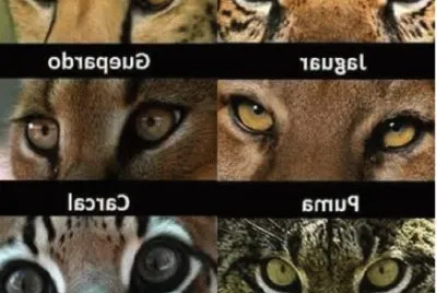 felinos