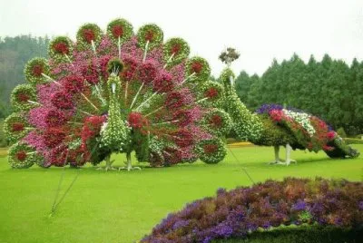 pavorreal jigsaw puzzle