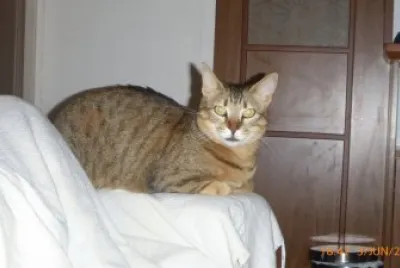 chat