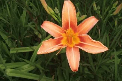 flowers jigsaw puzzle