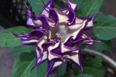 flowers jigsaw puzzle