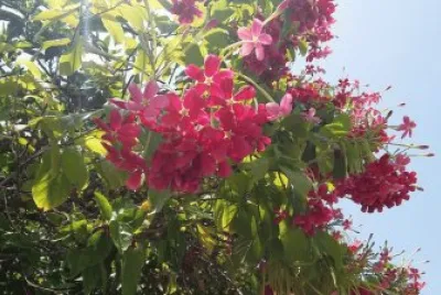 flowers jigsaw puzzle