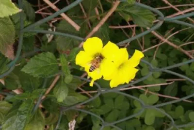 flowers jigsaw puzzle