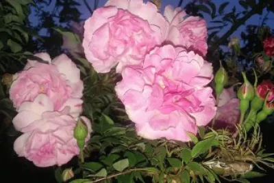 flowers jigsaw puzzle