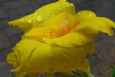 flowers jigsaw puzzle