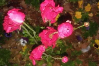 flowers jigsaw puzzle