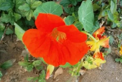 flowers jigsaw puzzle