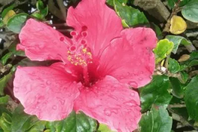 flowers jigsaw puzzle