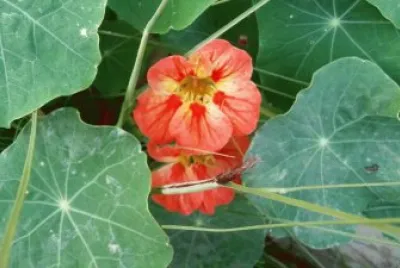 flowers jigsaw puzzle