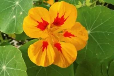 flowers jigsaw puzzle