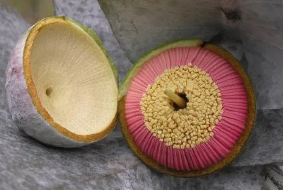 æ¡‰æ¨¹èŠ± jigsaw puzzle