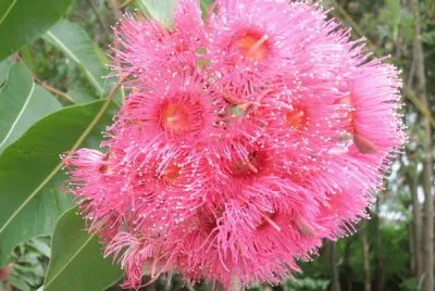 æ¡‰æ¨¹èŠ± jigsaw puzzle