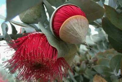 æ¡‰æ¨¹èŠ± jigsaw puzzle