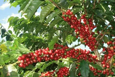 פאזל של PÃ© de cafÃ©