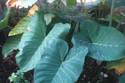 פאזל של Pes de Taioba