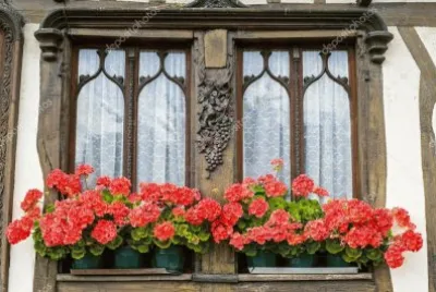 Geranios jigsaw puzzle