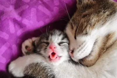 mom#239