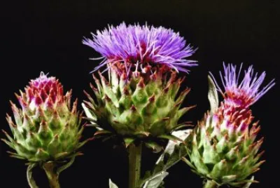 flores de cardo jigsaw puzzle