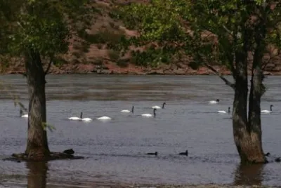 cisnes jigsaw puzzle