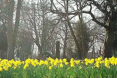 Daffodils at Stanton Rd Cemetery jigsaw puzzle