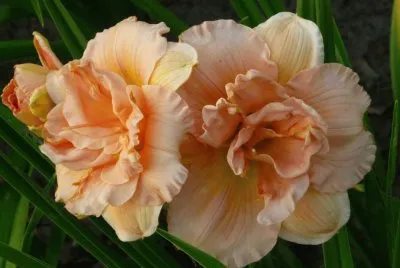 imagens jigsaw puzzle