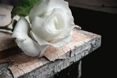 todo paisaje jigsaw puzzle