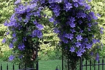 todo paisaje jigsaw puzzle