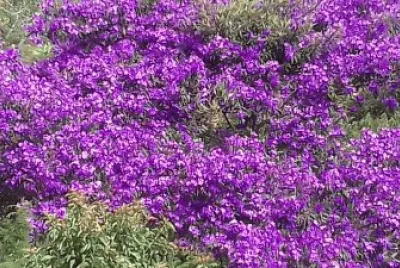 Natureza jigsaw puzzle