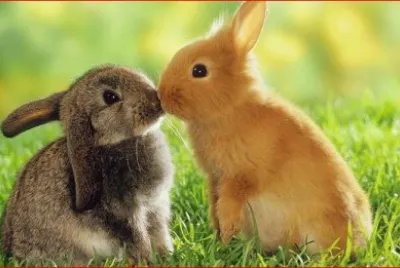 CONEJOS