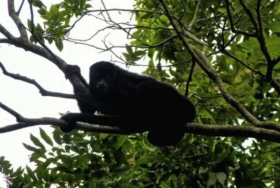 Howler Monkey jigsaw puzzle