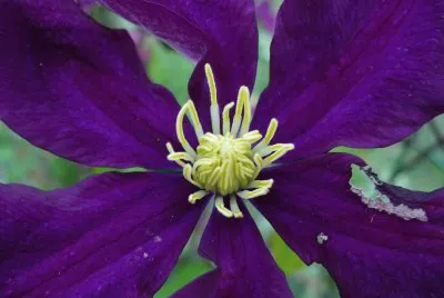 coeur de clÃ©matite jigsaw puzzle