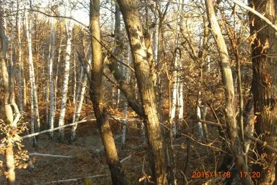 BOSCHI DEL BIELLESE jigsaw puzzle