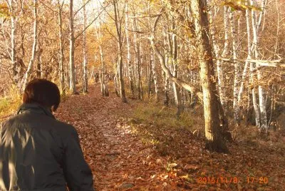 BOSCHI DEL BIELLESE jigsaw puzzle