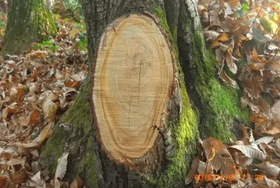 BOSCHI DEL BIELLESE jigsaw puzzle