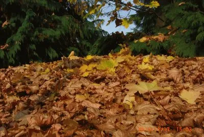 FOGLIE jigsaw puzzle