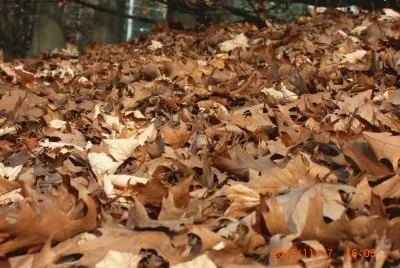 FOGLIE jigsaw puzzle