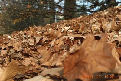 FOGLIE jigsaw puzzle